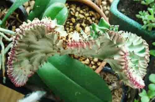 Coral Cactus crest viewed from the top.