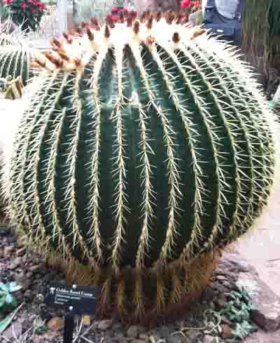Golden Barrel Cactus (Echinocactus grusonii) Photo
