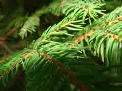 Closeup Photo of Conifer Needles