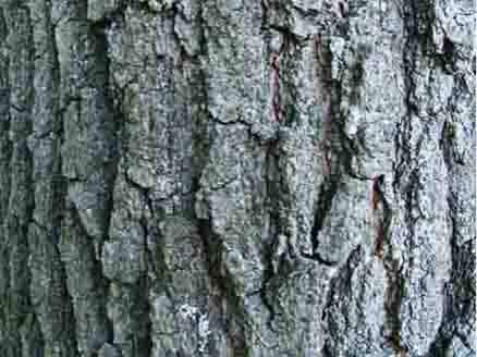 Photo of Red Oak Bark, Quercus alba