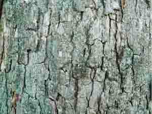 Photo of White Oak Bark, Quercus alba