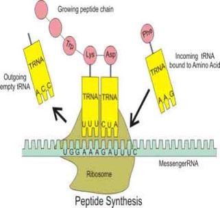 Genetic Translation: A Peptide Being Synthesized