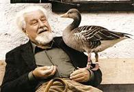 Konrad Lorenz, Pioneering Ethologist, Holding Graylag Goose