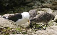 FAP of Gull Chick Pecking Red Spot on Partents Beak to Trigger Regurgitation by Brian Gratwicke