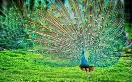 Peacock Displaying