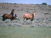 Explanation of Horse Behavior as Prey Animals