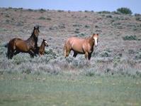Wild Horses, Bureau of Land Management