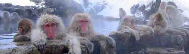 Japenese Macaques Snow Monkeys
