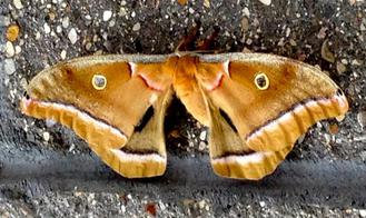 Male Automeris Moth