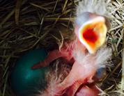 American robin nestling chicks, 2 days old, begging for food.