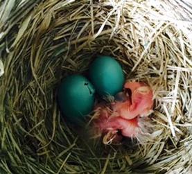 American robin nest with two hatchlings and two eggs. Note that the shell of the egg on the left breaking open