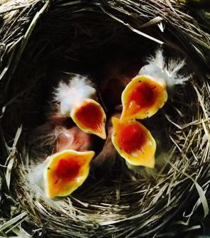 Four 2-day-old American robin chicks begging for food.