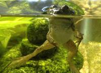 Bullfrog That Recently Completed Metamorphosis