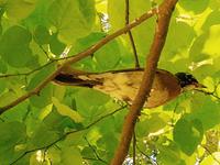 American robin female, Wilma, in tree, guarding nearby nest.