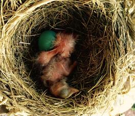 American robin hatchlings.