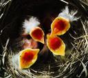 American robin nestlings begging for food.