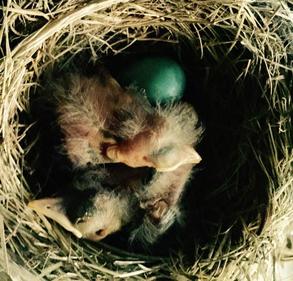 American robin hatchling chicks 3 days old