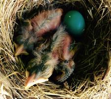 American robin nestlings 5 days old.