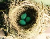 American robin nest with three eggs. 