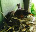 American robin female sitting on nest.