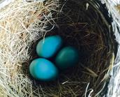 American robin nest with three eggs.