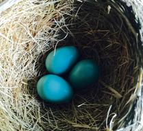 American robin Wilma's current clutch of three eggs.