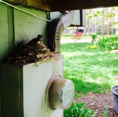 American robin female guarding her nest