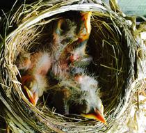 American robin nestling chicks 4 days old.