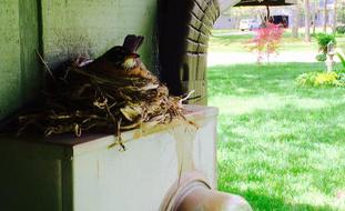 American robin female, Wilma, on her nest. She is fearless, and does not fly off the nest until I am very close. 