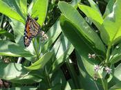 Monarch Butterfly Laying Egg on Underside of Common Milkweed Leaf