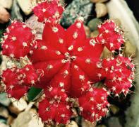 Top of Red Moon Cactus With Offsets