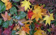 Japanese maple leaves, Acer palmatum subsp. matsumurae