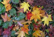 Staghorn sumac (Rhus typhina) changing color in fall.