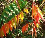 Sumac Leaves Changing Color In Fall