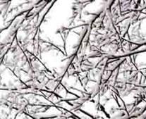Snow covered branches of a deciduous tree during Michigan winter. 