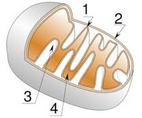 Labeled Illustration of Mitochondrion