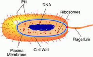 Labeled Drawing of Prokaryotic Cell