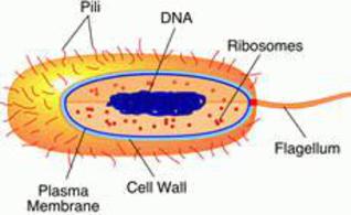 Prokaryotic Cell Parts, Functions & Diagram