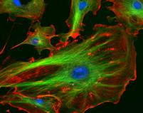 Fluorescent Stained Eukaryotic Cell : Nucleus  Blue, Microtubules Green and Actin Filaments Red
