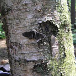 Peppered moths on tree trunk.