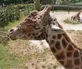 Giraffe Feeding by Peter Halasz.