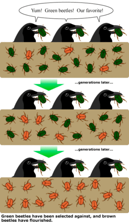 Example of Natural Selection Using Beetles & Birds