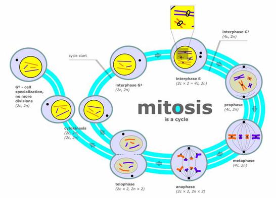 Major Events of Mitosis