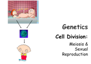 Meiosis Lecture PowerPoint