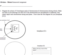 Mitosis Homework Assignment