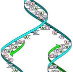 DNA Replication