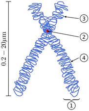 Labeled Image of Duplicated Chromosome & Sister Chromatids