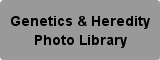 Genetics & Heredity Photo Library Button