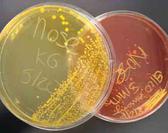 SPO Virtual Microbiology Classrooms