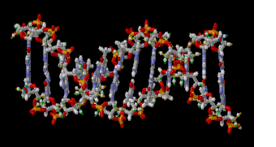 FREE Genetics Teaching Materials
